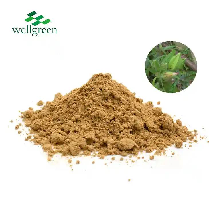 Abelmoschus sagittifolius Extract